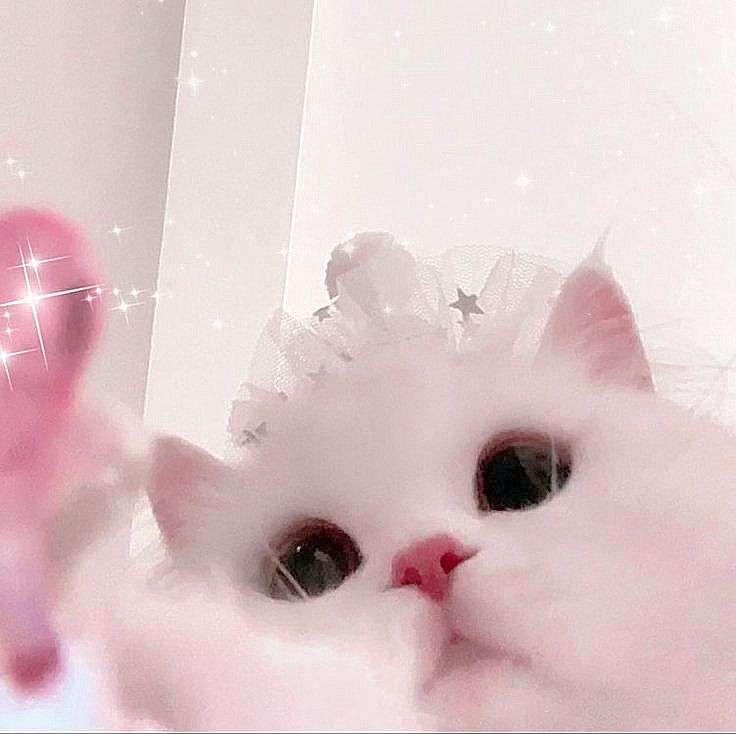 Meowkinz